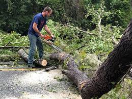 Trusted Sullivan, MO Tree Care  Experts